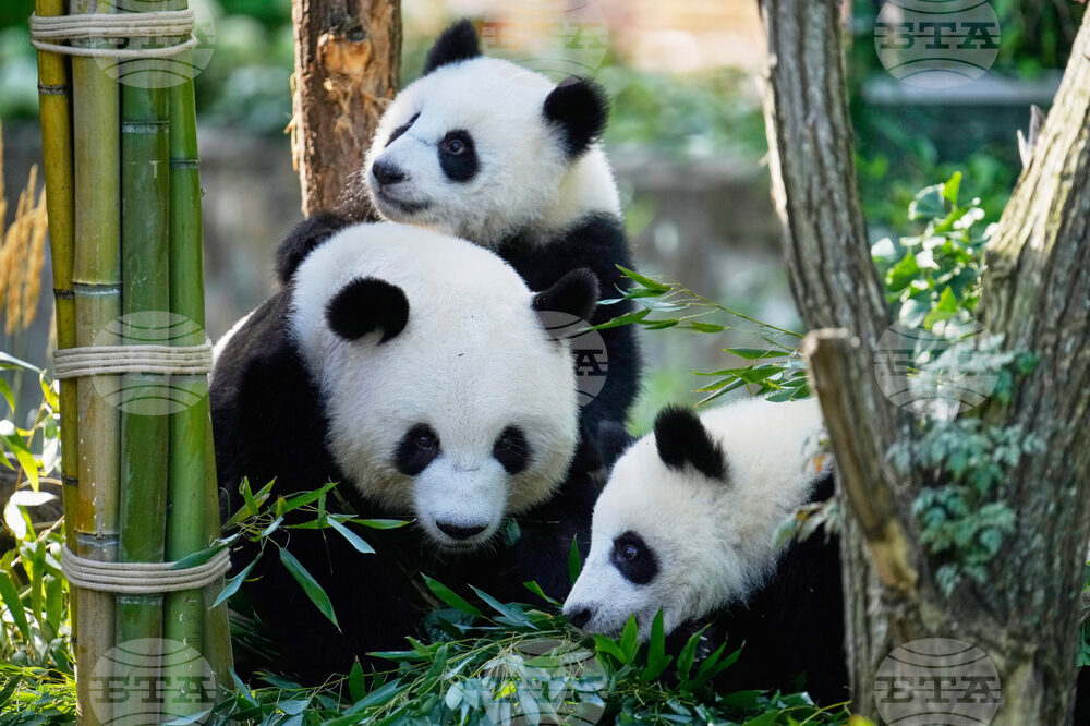 Germany Giant Pandas