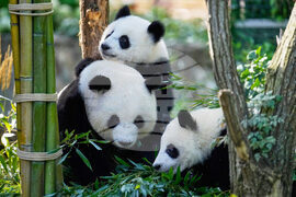 Germany Giant Pandas