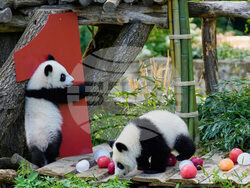 Germany Giant Pandas