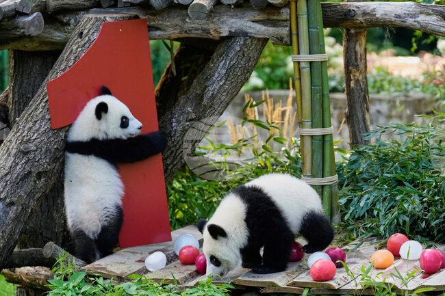 Берлинските панди Лени и Лоти отпразнуваха първия си рожден ден