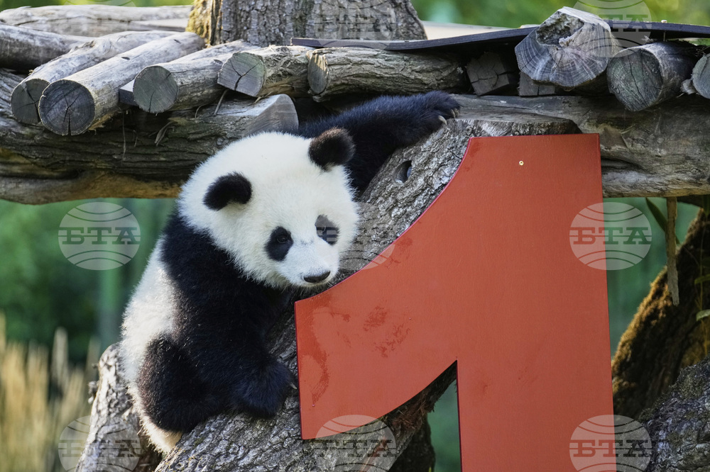 Germany Giant Pandas
