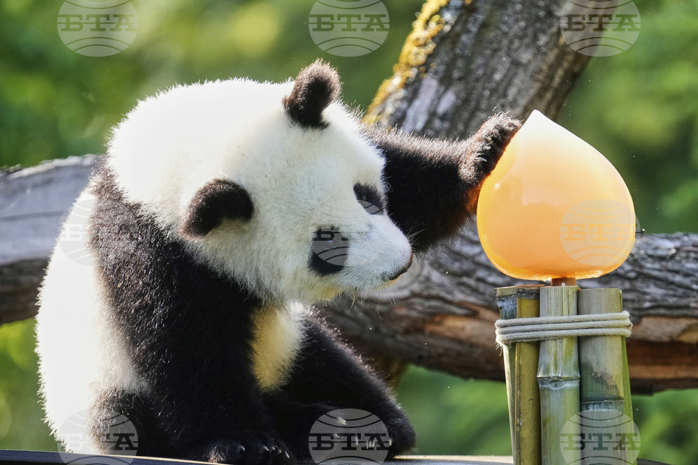 Germany Giant Pandas