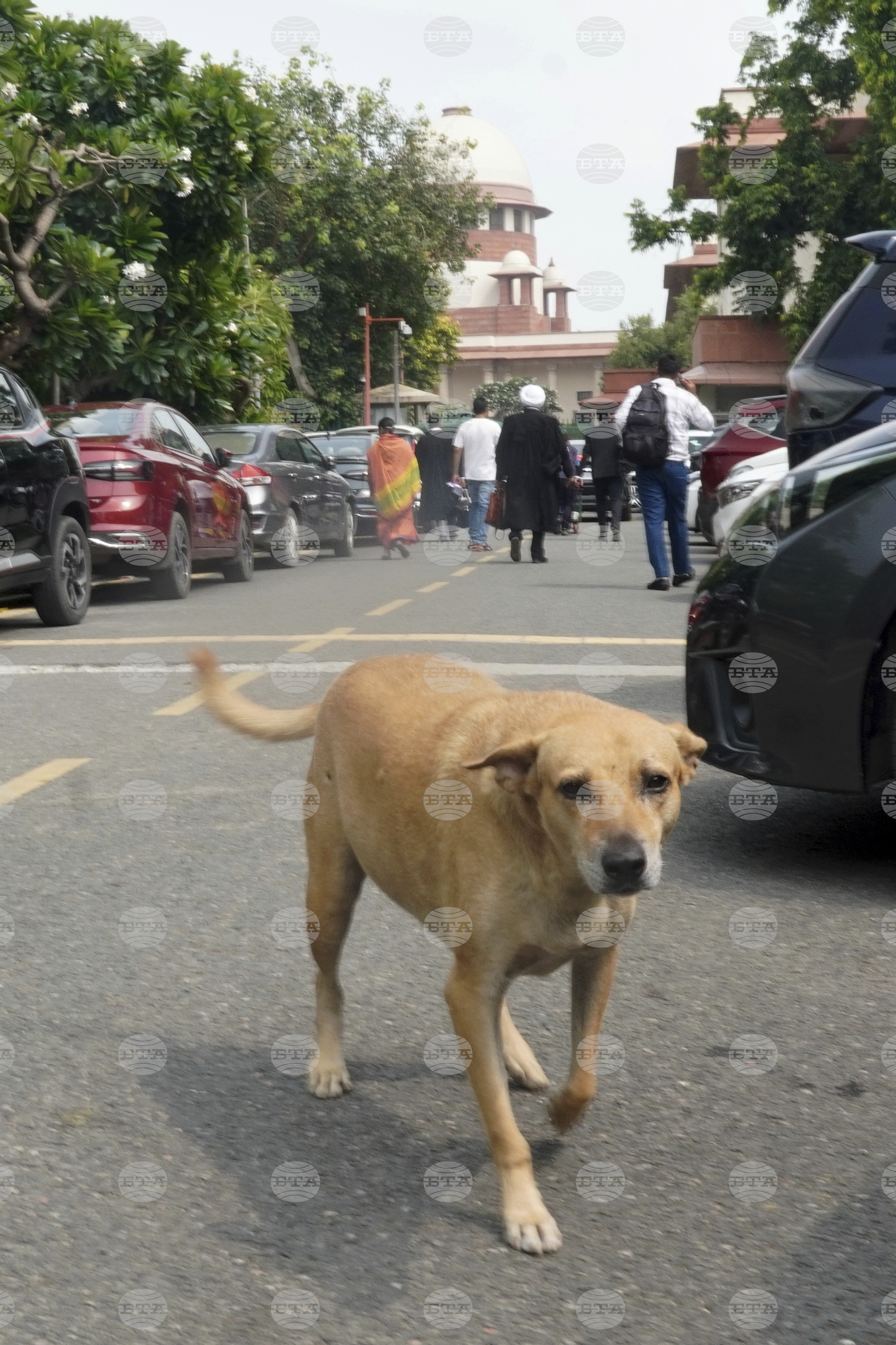 India Stray Dogs