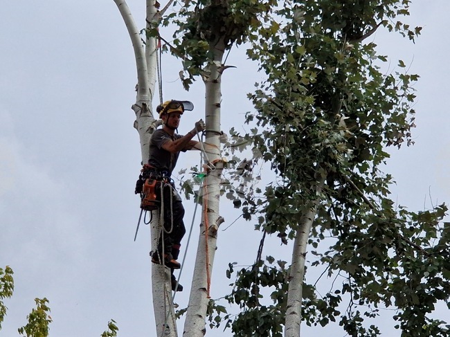 Премахват опасни дървета около далекопроводите в област Велико Търново