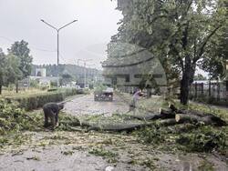 Търговище - буря - паднали дървета