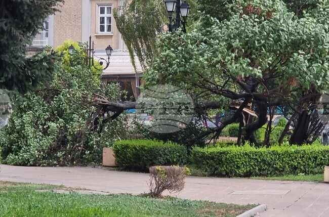 Бурен вятър събори дървета и клони в Русенско и затвори за кратко движението по Дунав мост