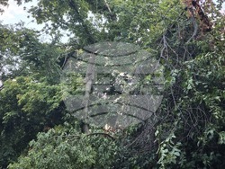 Плевен - буря - щети