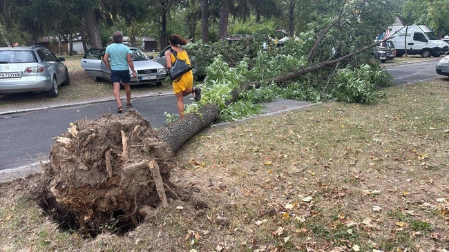 Силният вятър в Самоков събори дърво, което падна върху стълб, няма пострадали