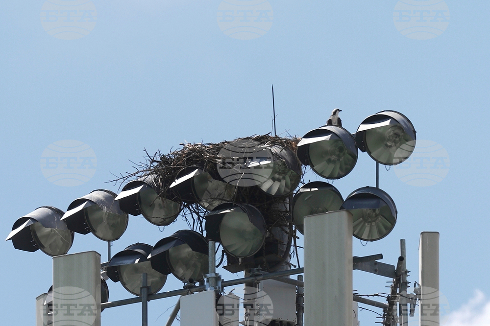 Minnesota Osprey Nest Football Field