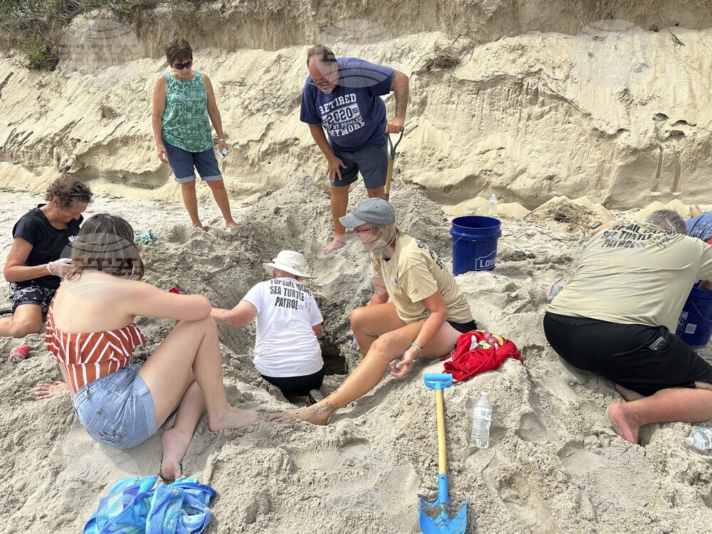Sea Turtle Nests Hurricane Erin