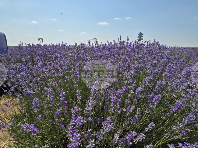 Над 900 дка нетрадиционни култури се отглеждат в област Враца 