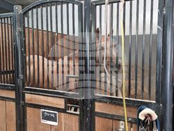 Село Кабиле - конна база