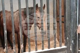 Село Кабиле - конна база