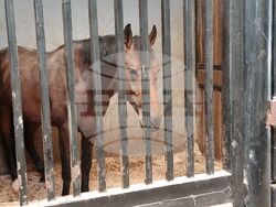 Село Кабиле - конна база