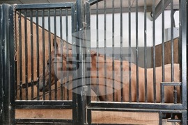 Село Кабиле - конна база