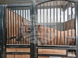 Село Кабиле - конна база