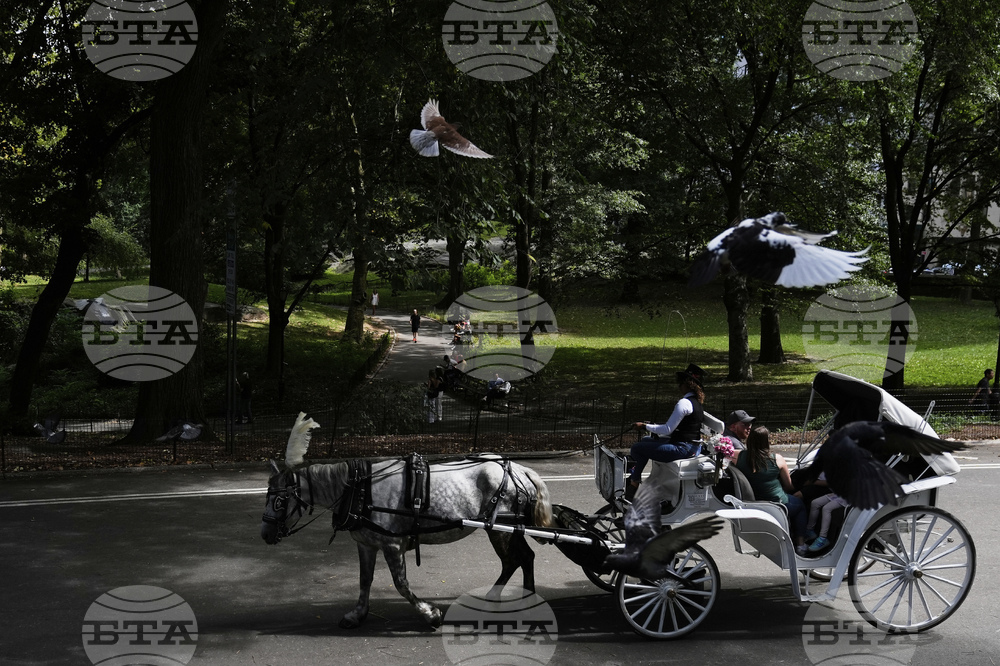 Central Park Horse Carriages