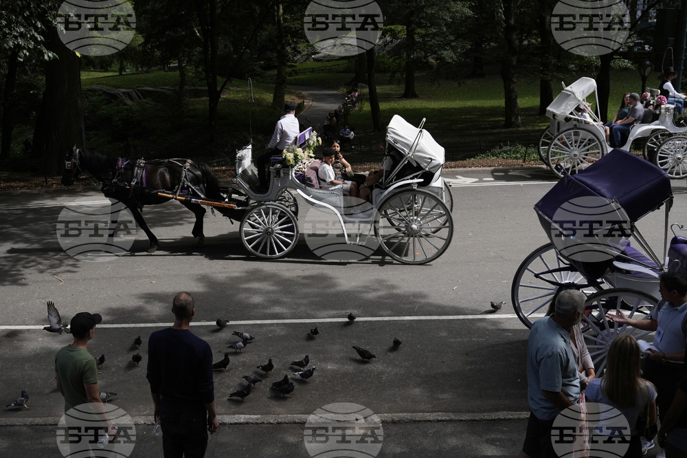 Central Park Horse Carriages