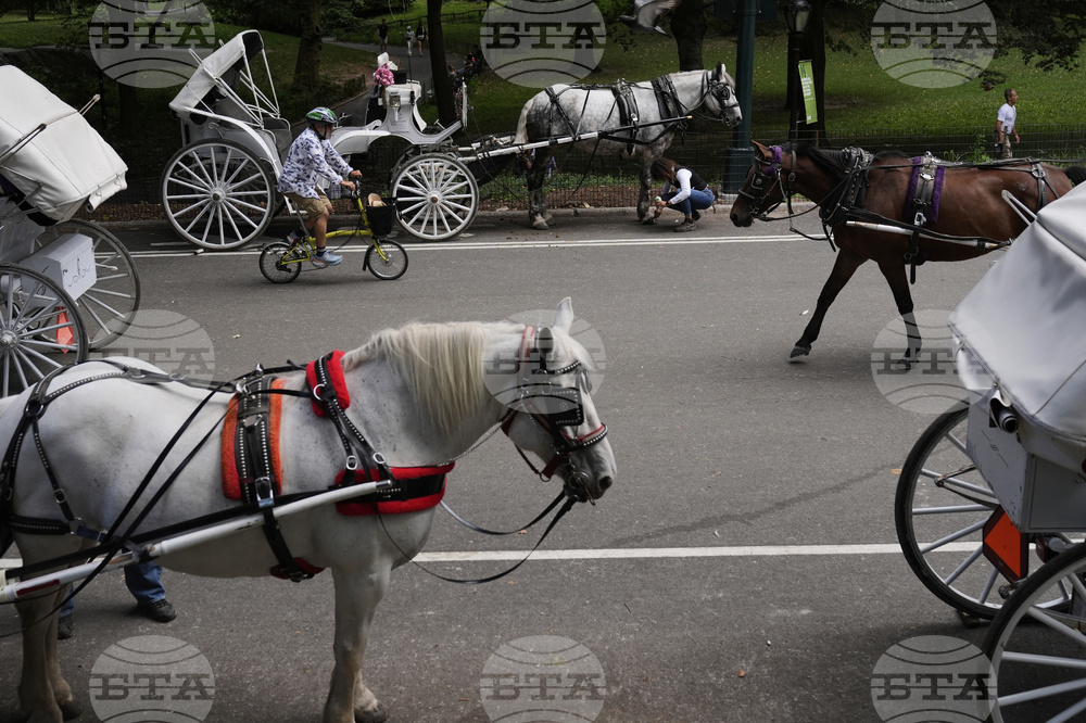 Central Park Horse Carriages