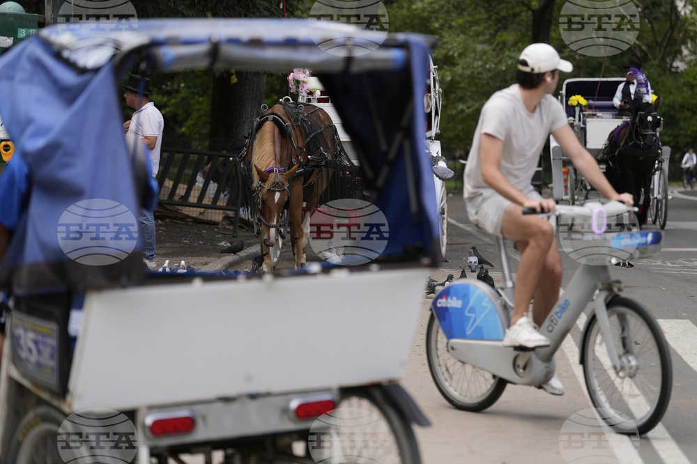 Central Park Horse Carriages