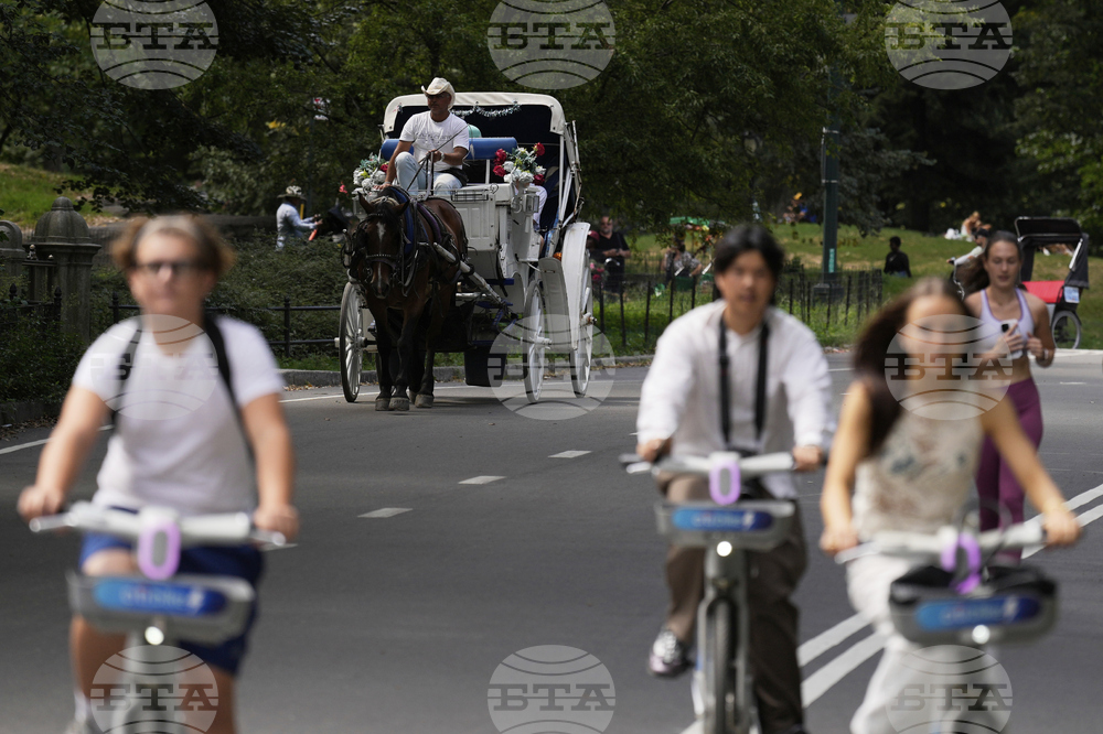 Central Park Horse Carriages