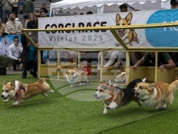 Lithuania Corgi Racing