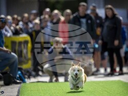 Lithuania Corgi Racing