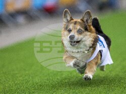 Lithuania Corgi Racing