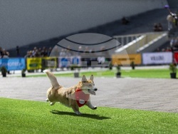 Lithuania Corgi Racing