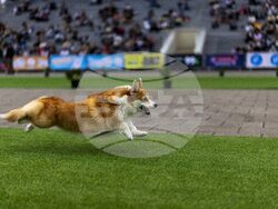 Lithuania Corgi Racing
