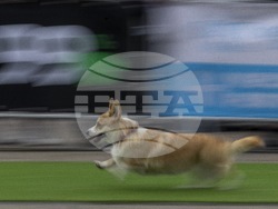 Lithuania Corgi Racing
