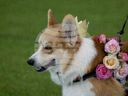 Lithuania Corgi Racing