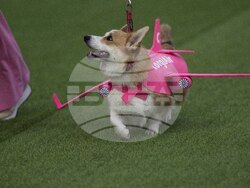 Lithuania Corgi Racing