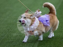 Lithuania Corgi Racing