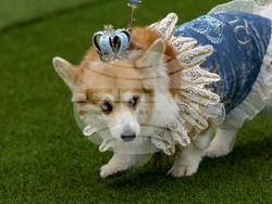 Lithuania Corgi Racing