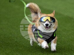 Lithuania Corgi Racing