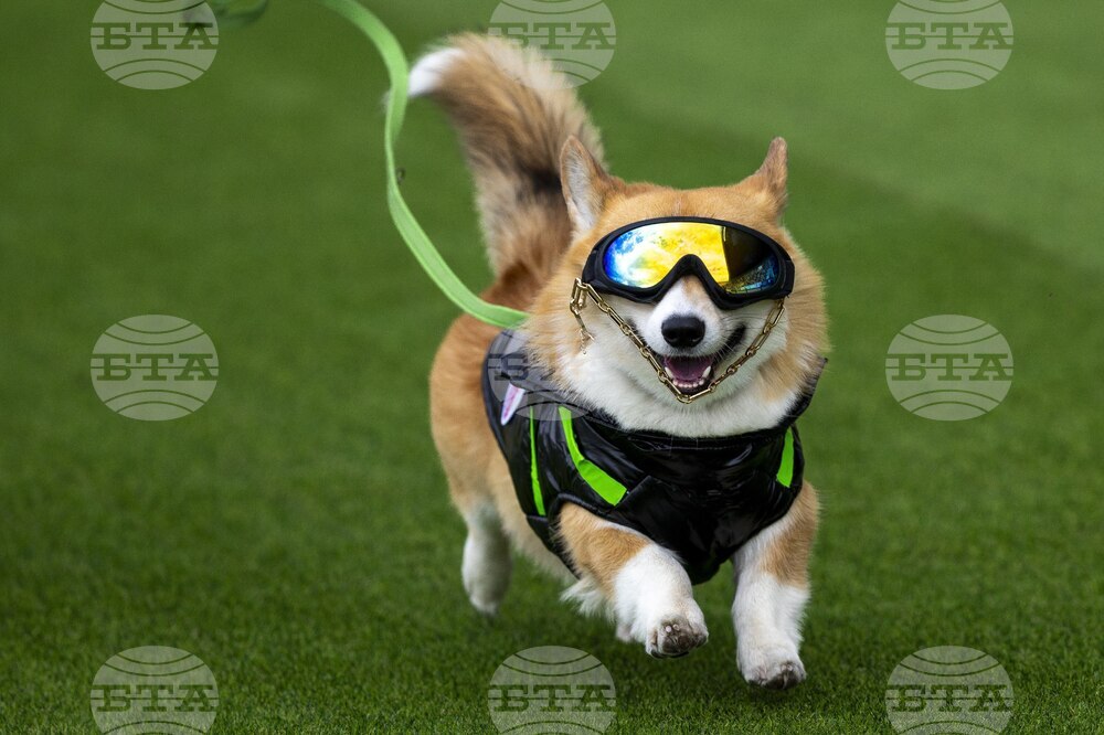 Lithuania Corgi Racing