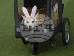 Lithuania Corgi Racing