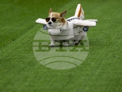 Lithuania Corgi Racing