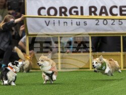 Lithuania Corgi Racing