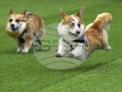 Lithuania Corgi Racing
