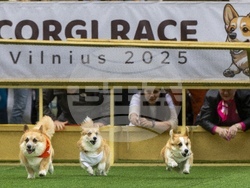 Lithuania Corgi Racing
