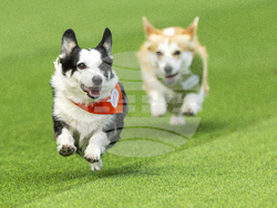 Lithuania Corgi Racing
