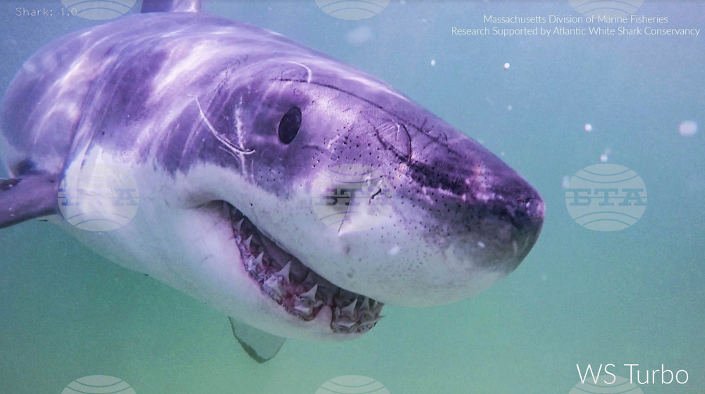 Great Whites Going North