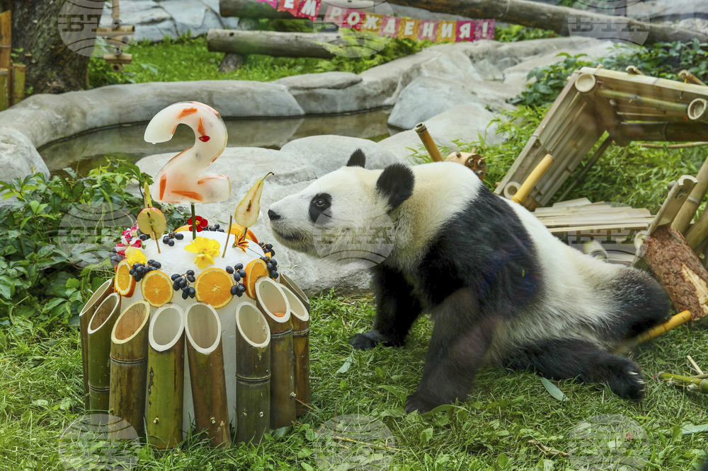 Russia Giant Panda Birthday
