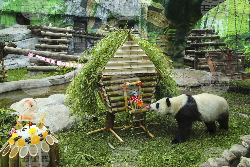Russia Giant Panda Birthday