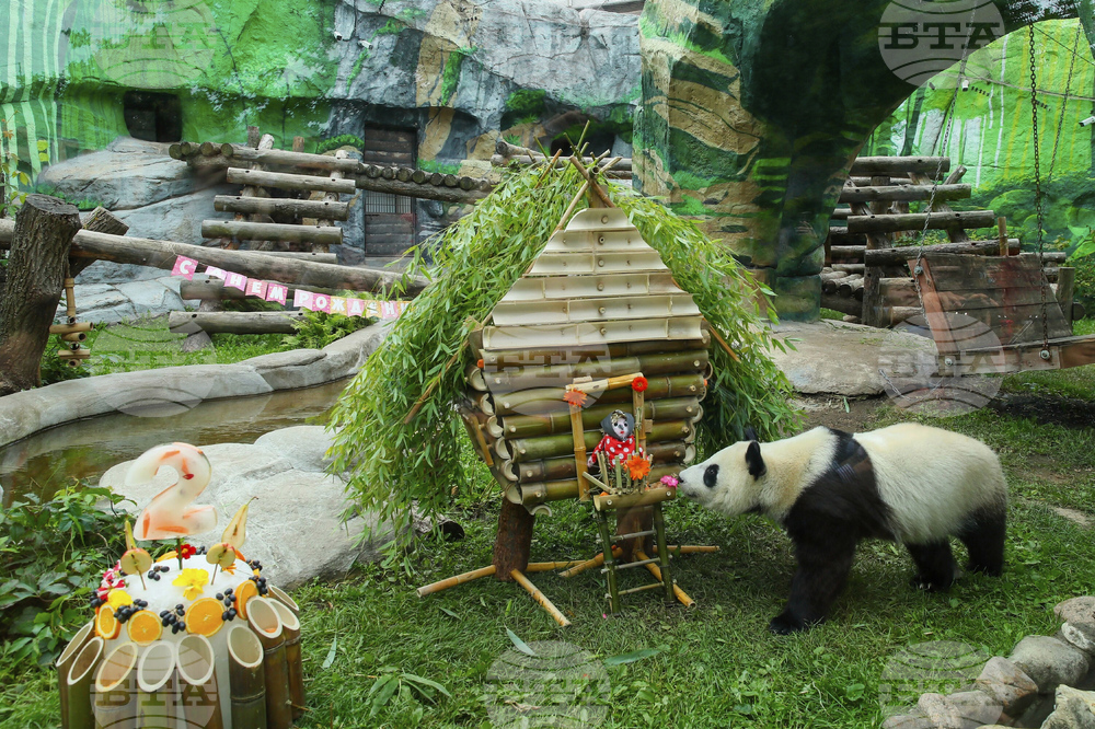 Russia Giant Panda Birthday