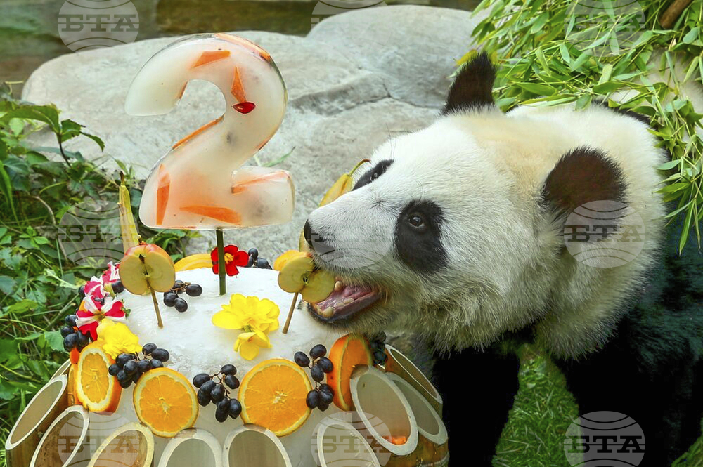 Russia Giant Panda Birthday