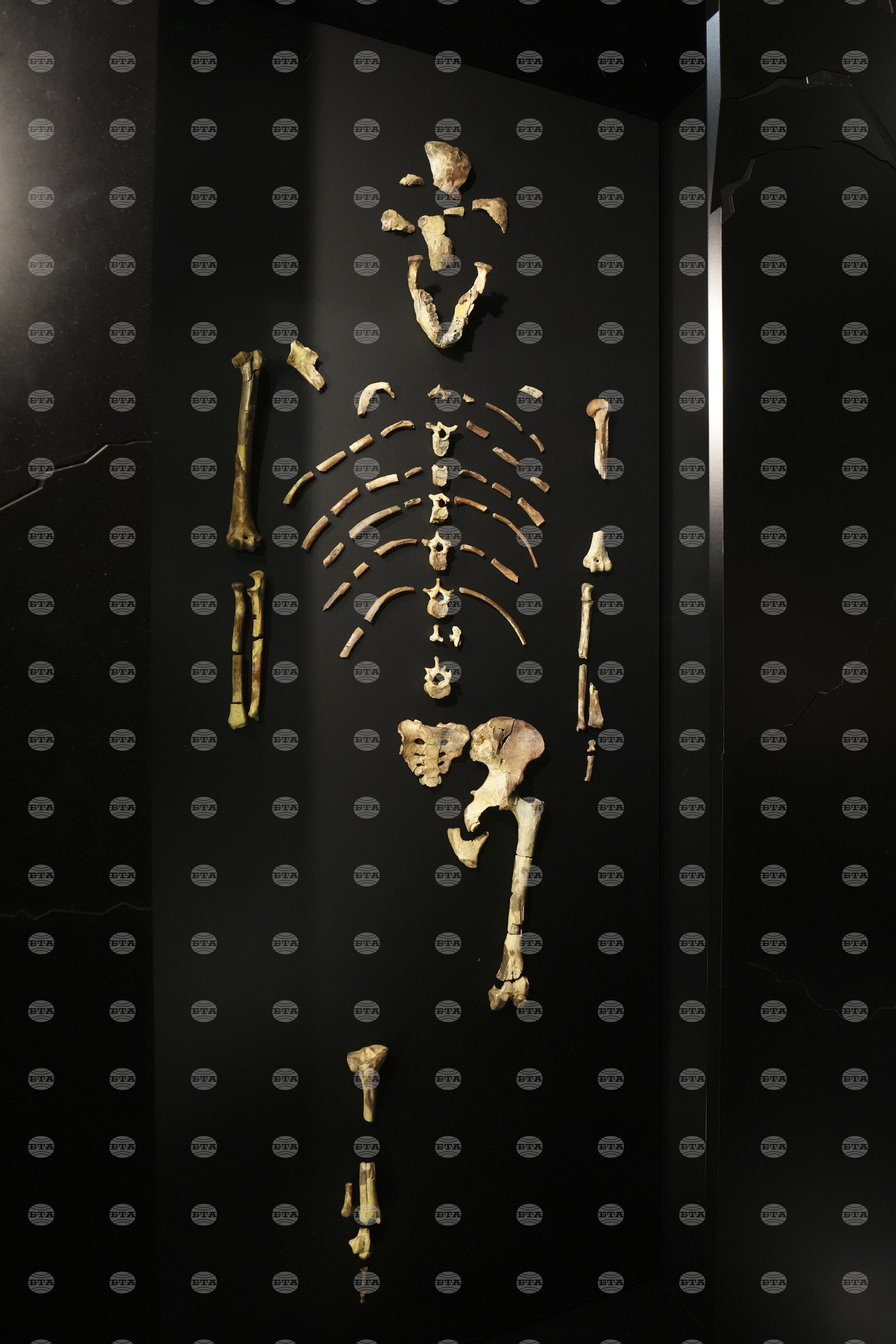 Czech Republic Archeology Lucy