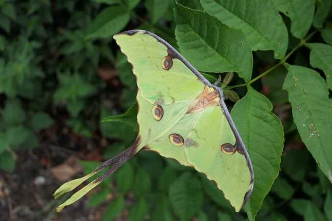 Рядък вид пеперуди се излюпиха отново в пловдивски музей